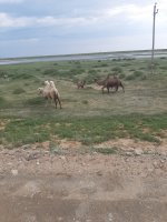 17.05.2023 Astrakhan-Atyrau (14).jpg